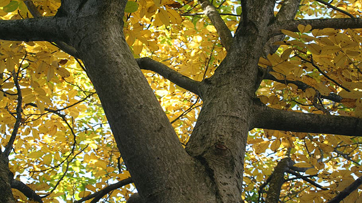 Man Dies After Falling From Walnut Tree in North Kashmir