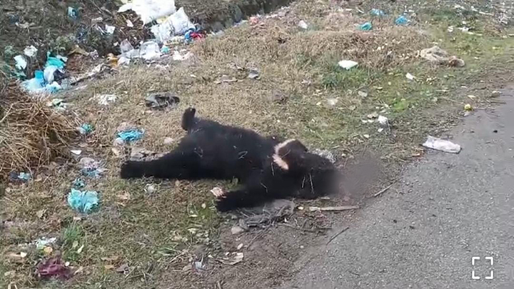Bear cub found dead in North Kashmir