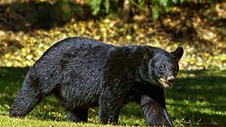 Man Injured In Bear Attack In Kulgam: Hospitalized