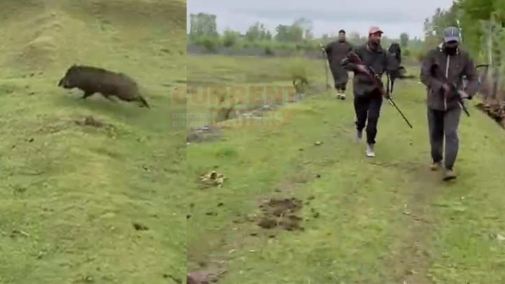 Wild Boars Wreak Havoc on Farms in Hajin Sonawari