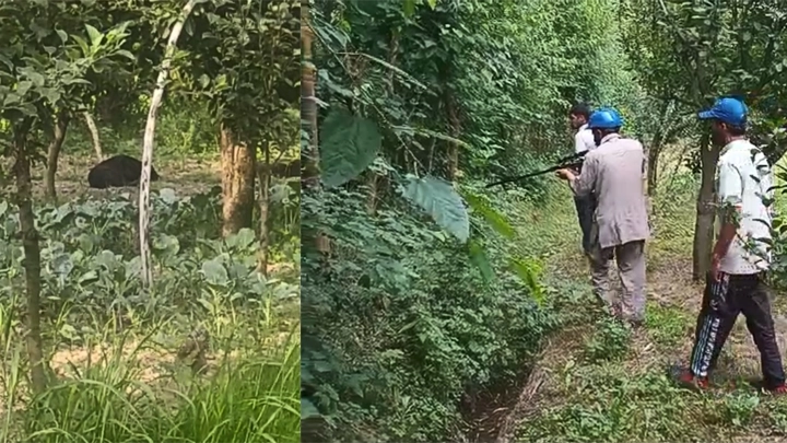 Two Black Bears Spotted Roaming in Apple Orchards in Sumbal B’pora, Rescue Operation Underway