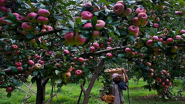 Shopian records 20% surge in apple production, thanks to Govt’s apple cluster, ODOP initiatives