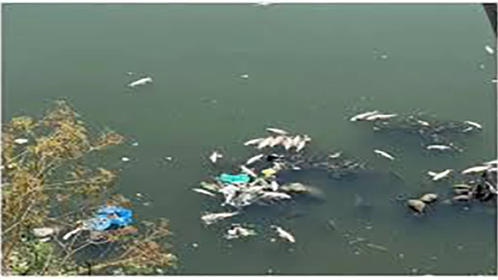 Thousands of fish found dead in Srinagar stream, officials cite lack of oxygen, pollution