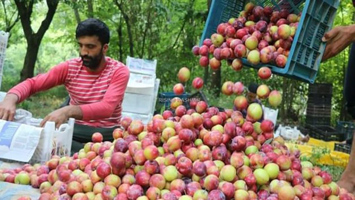 Low price of Kashmiri Plums worries growers, traders