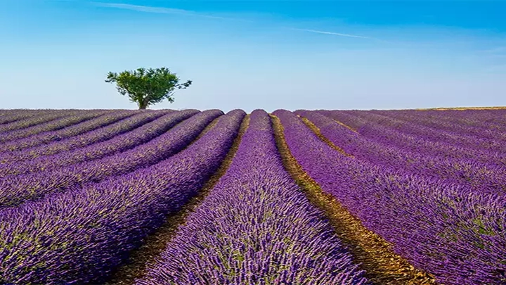 Aroma Mission: Over 1200 hectares brought under lavender cultivation in J&K