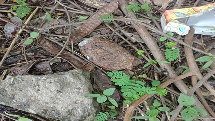Rusted Old Grenade Found In Janipur Jammu