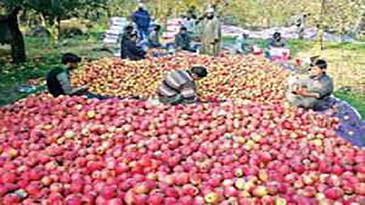 Apple growers worried as dry weather persists in Kashmir