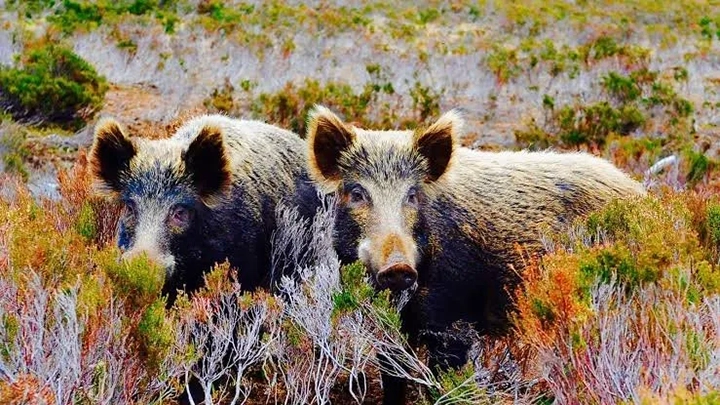 Wild Boars Roaming Boulevard Native to Dachigam, Clarifies Wildlife Department