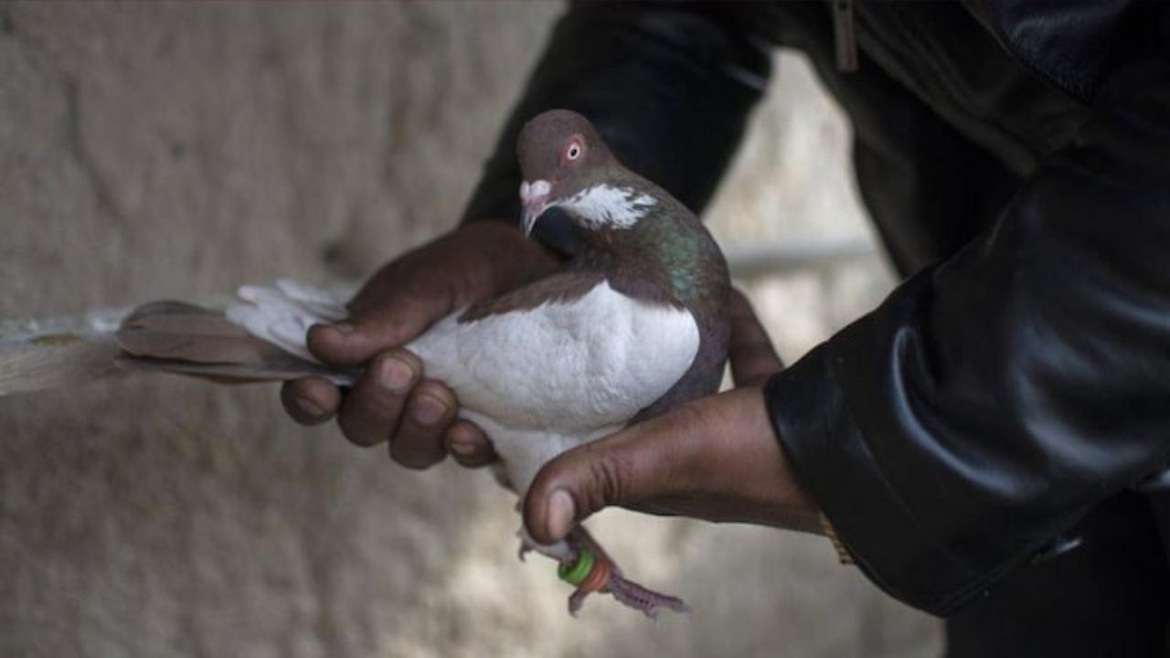 ‘Suspicious’ pigeon caught near Pakistan border in Jammu