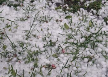 Hailstorm devastates orchards in Shopian–Kulgam at critical flowering stage, growers seek compensation