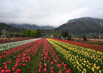 Tulip Garden records 3.9 lakh visitors, closes for season