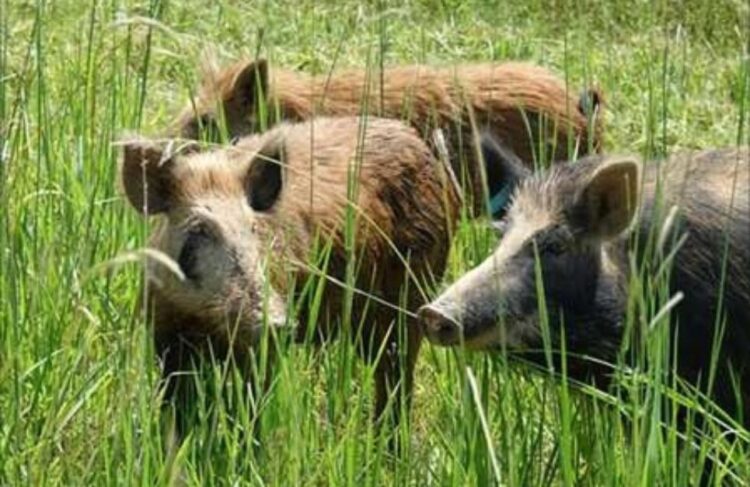 Wild Boar Threat Escalates in Kashmir Valley, Farmers Demand Immediate Action