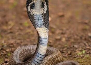 Woman Bitten by Snake in Bandipora, Referred to Srinagar Amid Concerns Over Lack of Anti-Venom