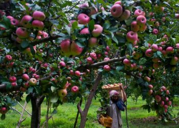 ‘Pick-and-Choose’ Allegations Rock Bandipora Horticulture Department; Farmers Seek Probe into Exposure Tour Selection