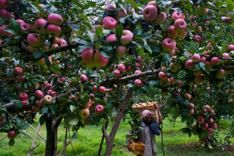 ‘Pick-and-Choose’ Allegations Rock Bandipora Horticulture Department; Farmers Seek Probe into Exposure Tour Selection